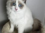 Maximus hold - Ragdoll Cat For Sale - NC&comma; US