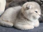 Millie - Scottish Fold Cat For Sale - Molalla&comma; OR&comma; US