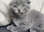 Sam - Scottish Fold Kitten For Sale - Molalla&comma; OR&comma; US