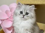 Felicia - Scottish Straight Cat For Sale - MD&comma; US