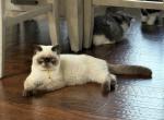 Clooney - Exotic Cat For Sale - TN&comma; US