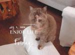 Moana - Exotic Cat For Sale - TN&comma; US