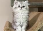 Felix - Scottish Straight Cat For Sale - MD&comma; US