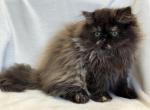 Luna - Persian Cat For Sale - Callahan&comma; FL&comma; US