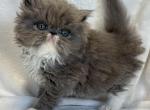 Sterling - Persian Kitten For Sale - Callahan&comma; FL&comma; US