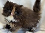 Willow - Persian Kitten For Sale - Callahan&comma; FL&comma; US