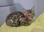 Daisy - Bengal Cat For Sale - Hollywood&comma; FL&comma; US