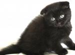 Shadow - Scottish Fold Kitten For Sale - Shelby Township&comma; MI&comma; US