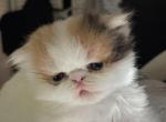 Twinkle - Persian Cat For Sale - Turlock&comma; CA&comma; US