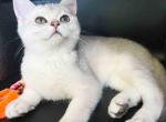 Victorville CA Bluey silver chinchilla british boy - British Shorthair Cat For Sale - CA&comma; US