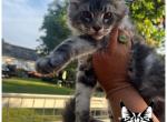 May 5th - Maine Coon Cat For Sale - Waxahachie&comma; TX&comma; US