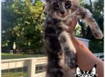 May 5th Red Male - Maine Coon Cat For Sale - Waxahachie&comma; TX&comma; US