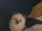 Balinese 1 - Balinese Kitten For Sale - Dallas&comma; TX&comma; US