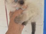 Balinese 4 - Balinese Kitten For Sale - Dallas&comma; TX&comma; US