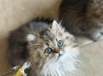 Teddy - Persian Cat For Sale - San Antonio&comma; TX&comma; US