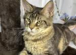 Philip - Maine Coon Cat For Sale - Hollywood&comma; FL&comma; US