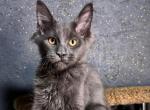 Phantom - Maine Coon Cat For Sale - Hollywood&comma; FL&comma; US