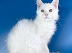 Titan - Maine Coon Cat For Sale - Hollywood&comma; FL&comma; US