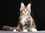 Wally Polydactyl - Maine Coon Cat For Sale - Hollywood&comma; FL&comma; US