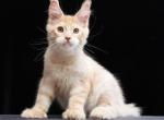 Alvin Polydactyl - Maine Coon Cat For Sale - Hollywood&comma; FL&comma; US