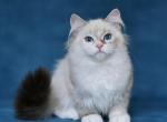 Jaklin - Siberian Cat For Sale - Pembroke Pines&comma; FL&comma; US