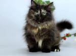 Vesna - Siberian Cat For Sale - Pembroke Pines&comma; FL&comma; US