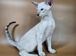 Dior - Siamese Cat For Sale - Pembroke Pines&comma; FL&comma; US