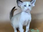 Emma - Siamese Cat For Sale - Pembroke Pines&comma; FL&comma; US