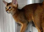 Viktoria - Abyssinian Cat For Sale - Norwalk&comma; CT&comma; US