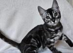 Potap - Bengal Cat For Sale - Norwalk&comma; CT&comma; US
