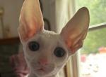 White CFA SOLD - Cornish Rex Kitten For Sale - Amelia Island&comma; FL&comma; US