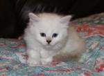 Pearl - Ragdoll Cat For Sale - Bethesda&comma; MD&comma; US