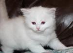 Vanilla - Ragdoll Cat For Sale - Bethesda&comma; MD&comma; US