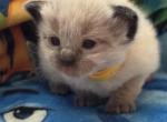 Solar - Balinese Kitten For Sale - Plainfield&comma; IN&comma; US