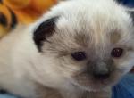 Stormy - Siamese Kitten For Sale - Plainfield&comma; IN&comma; US