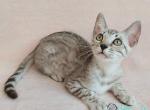 Stihiya - Bengal Cat For Sale - Norwalk&comma; CT&comma; US