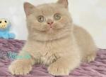 Grant - British Shorthair Cat For Sale - Norwalk&comma; CT&comma; US