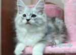 Benjamin - Maine Coon Cat For Sale - Miami&comma; FL&comma; US