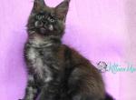 Kristal - Maine Coon Cat For Sale - Miami&comma; FL&comma; US