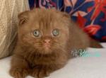 Jenny - Scottish Fold Kitten For Sale - Hollywood&comma; FL&comma; US