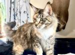 Autumn - Maine Coon Cat For Sale/Retired Breeding - NY&comma; US