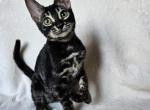 Smash - Bengal Cat For Sale - Norwalk&comma; CT&comma; US
