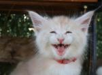 Brandon - Maine Coon Kitten For Sale - CA&comma; US