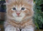Eddie - Maine Coon Kitten For Sale - CA&comma; US