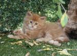 Reggie - Maine Coon Kitten For Sale - CA&comma; US