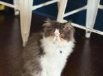 Mr Fluffy - Exotic Cat For Sale - TN&comma; US