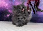 Furby - Maine Coon Kitten For Sale - WA&comma; US