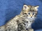 Heather - Siberian Kitten For Sale - Milton Freewater&comma; OR&comma; US