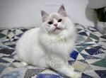 Daisy - Ragdoll Cat For Sale - Tuscaloosa&comma; AL&comma; US