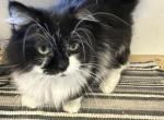 LITTLE THADDEUS - Munchkin Cat For Sale/Service - Brookings, OR, US